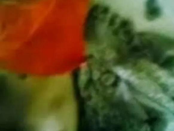 Ọrẹbinrin Linda fihan ori omu ati obo ni ile awọn ana rẹ - jp ni gbese fiimu eniyan tan